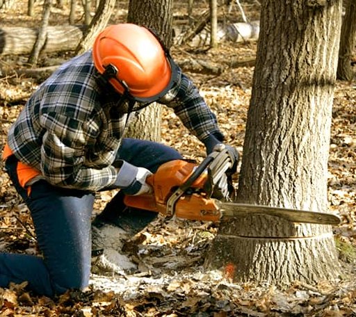 Tree Removal in Pounding Mill, VA